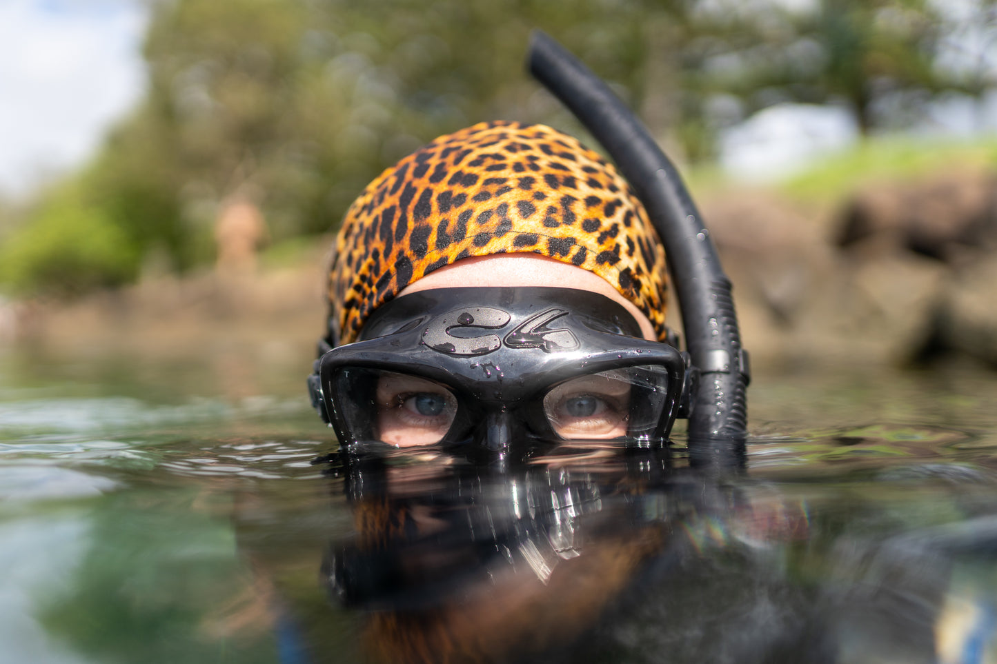 Leopard Shark